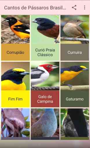Cantos de Pássaros Brasileiros Sem internet 2019 4