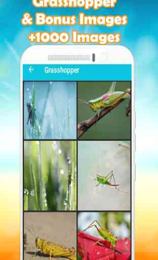Grasshopper Wallpaper HD 1