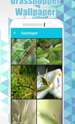 Grasshopper Wallpaper HD 2
