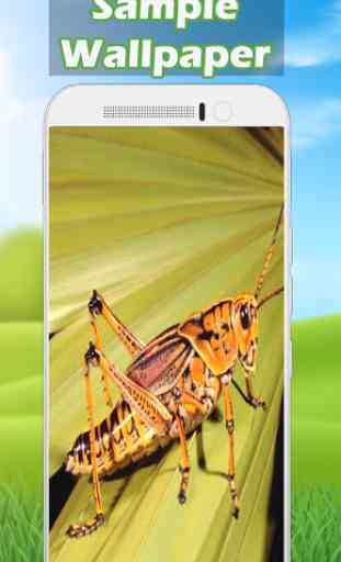 Grasshopper Wallpaper HD 3