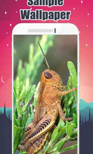Grasshopper Wallpaper HD 4