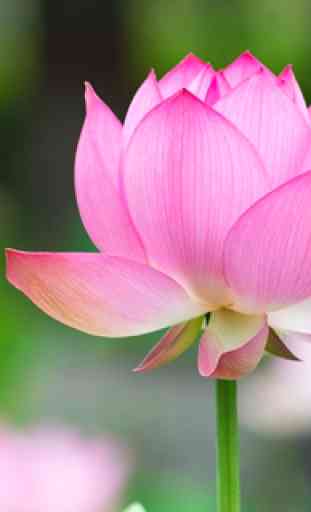 Lotus Flower Wallpaper 1