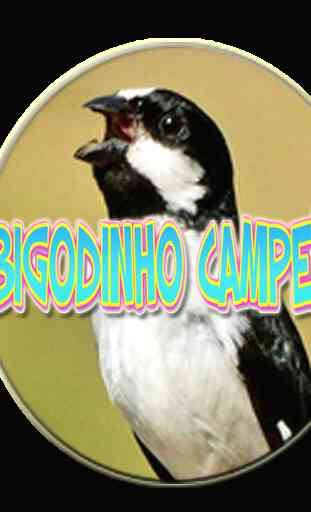 BIGODINHO CAMPEÃO 1