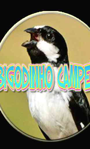 BIGODINHO CAMPEÃO 2