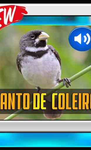 Canto De Colerio TuiTui 2019 1