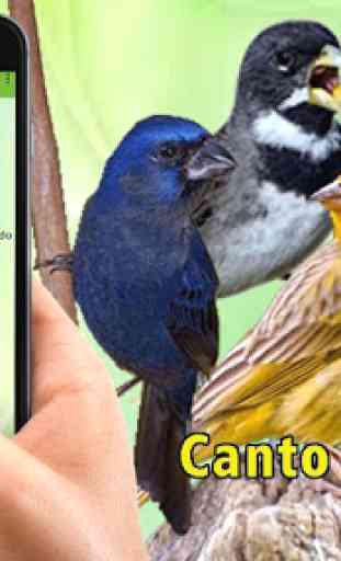 Canto de Pássaros Brasileiros 2