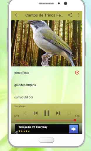 Canto de Pássaros Brasileiros 3