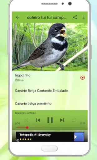 Canto de Pássaros Brasileiros 4