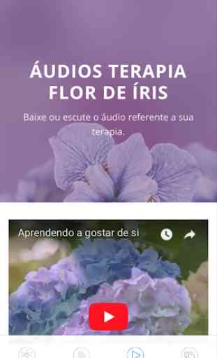 Flor de Íris 3