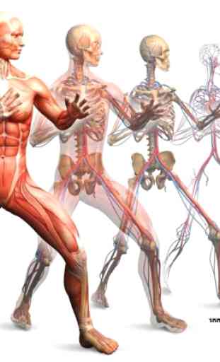 Aprenda anatomia humana grátis. 4
