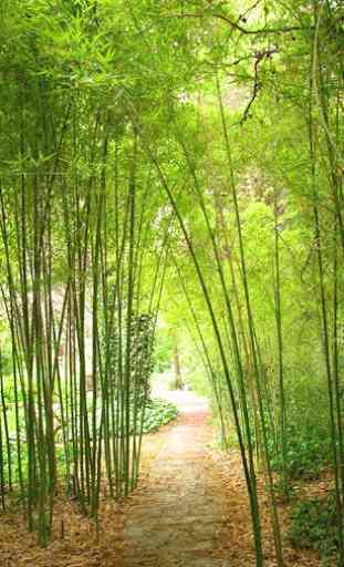 Bamboo Wallpaper 1