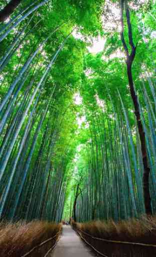 Bamboo Wallpaper Best 4K 1
