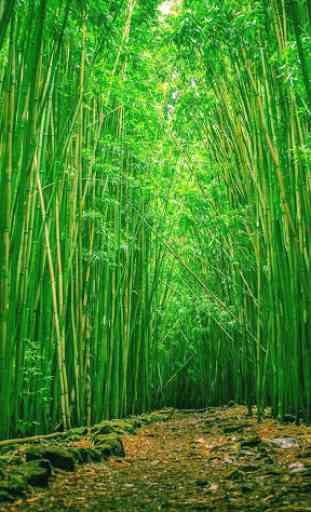 Bamboo Wallpaper Best 4K 3