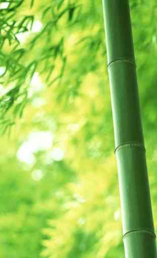 Bamboo Wallpaper Best 4K 4