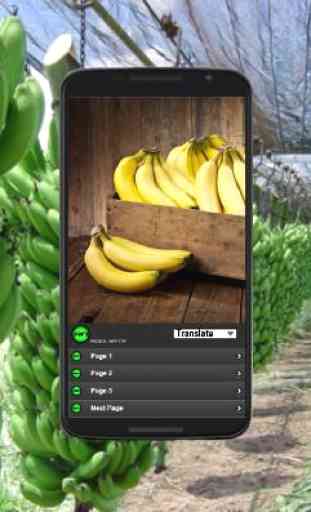 Cultivo da banana orgânica 1