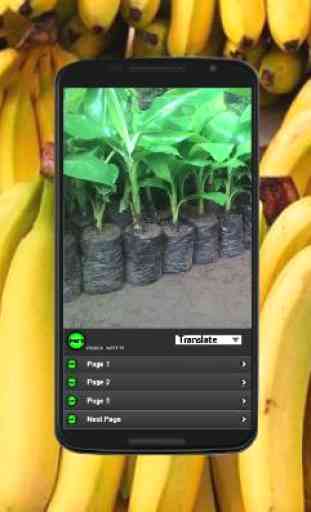 Cultivo da banana orgânica 2