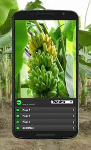 Cultivo da banana orgânica 3
