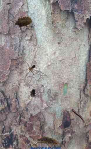 Bytesects esmagar insetos  formigas reais  jogo e protetor de tela 1