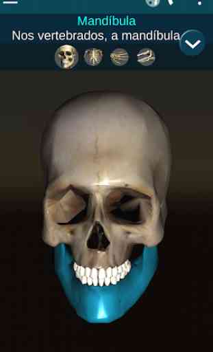 Sistema ósseo 3D (Anatomia) 1