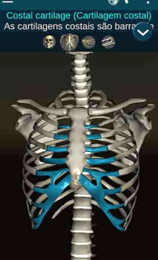 Sistema ósseo 3D (Anatomia) 2