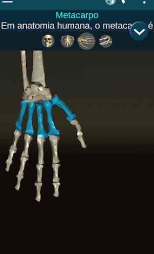 Sistema ósseo 3D (Anatomia) 3