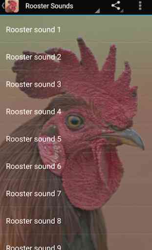 Rooster Sounds 3